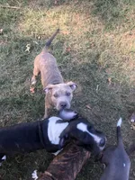 Iris, a female American Pit Bull Terrier for sale in Louisville, KY – 1 of 7