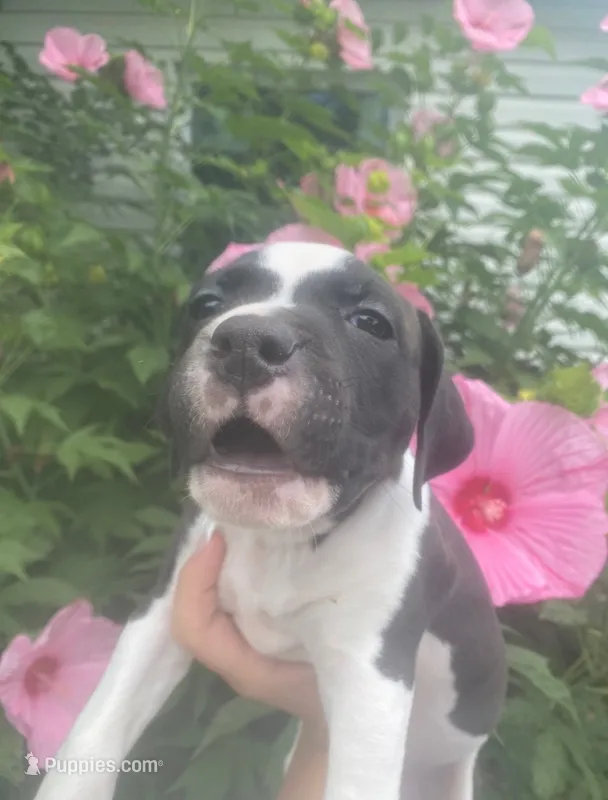 Orca – American Pit Bull Terrier puppy for sale in Louisville, KY