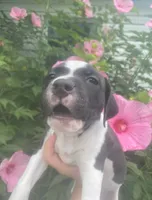 Orca, a male American Pit Bull Terrier for sale in Louisville, KY – 1 of 3