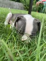Hendrix, a male American Pit Bull Terrier for sale in Louisville, KY – 6 of 10