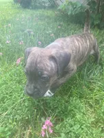 Coda, a male American Pit Bull Terrier for sale in Louisville, KY – 4 of 9