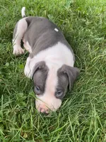 Hendrix, a male American Pit Bull Terrier for sale in Louisville, KY – 7 of 10