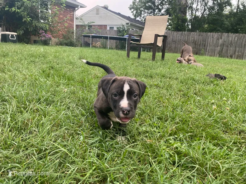 Bean – American Pit Bull Terrier puppy for sale in Louisville, KY