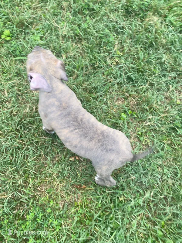 Iris – American Pit Bull Terrier puppy for sale in Louisville, KY