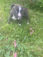 Bean, a male American Pit Bull Terrier for sale in Louisville, KY – 5 of 5