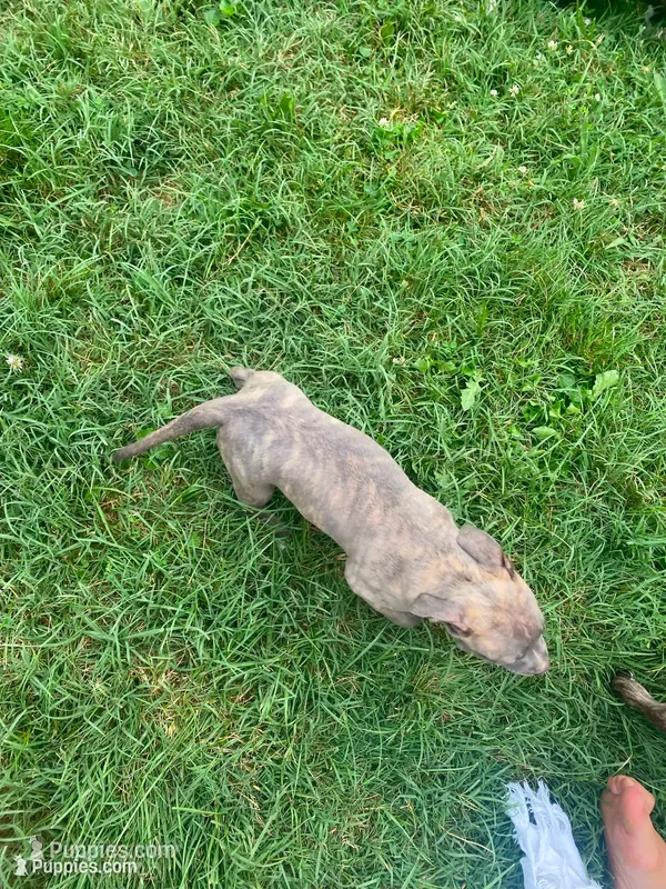 Lola – American Pit Bull Terrier puppy for sale in Louisville, KY