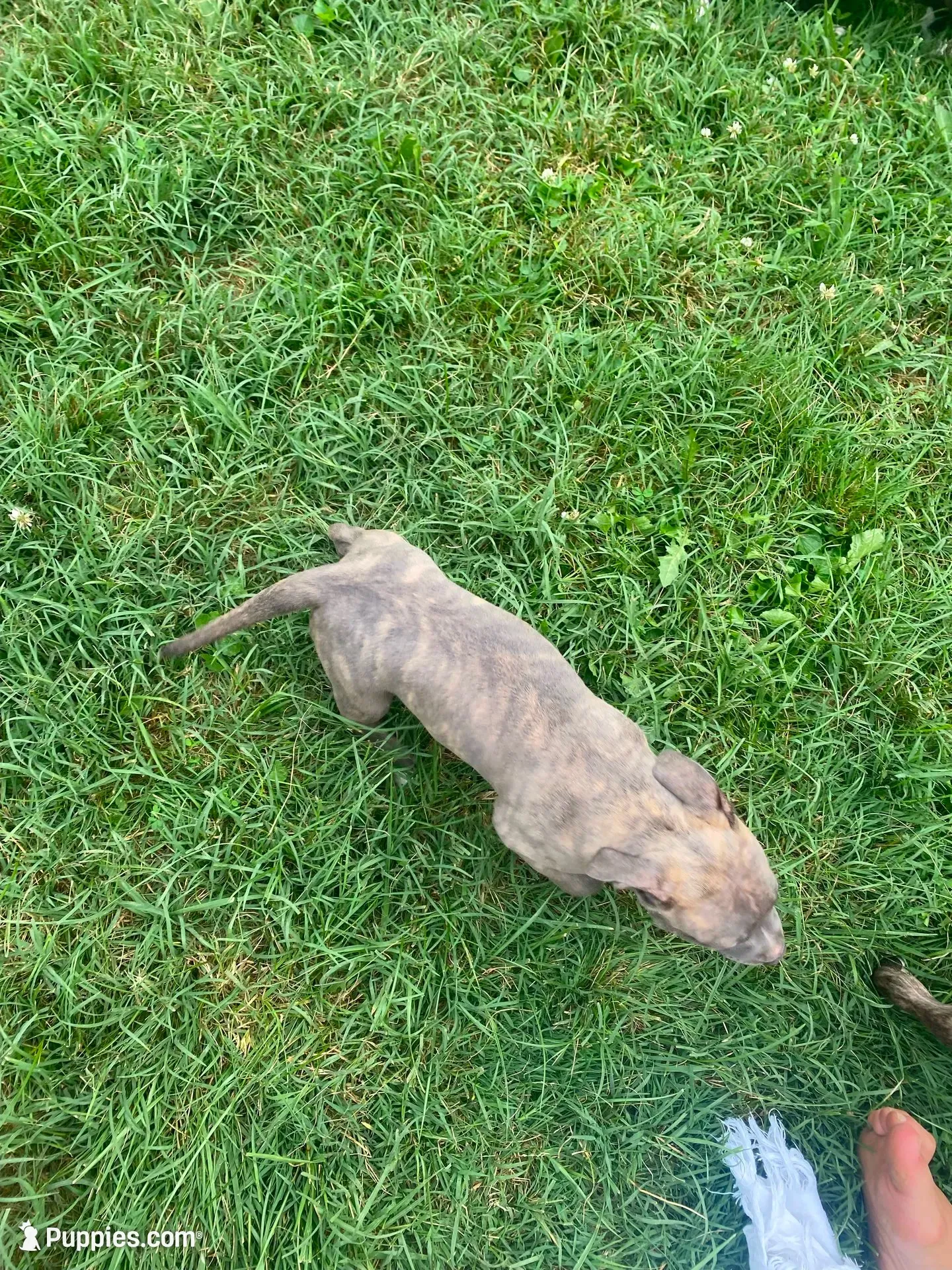 Lola, a female American Pit Bull Terrier for sale in Louisville, KY – 1 of 5