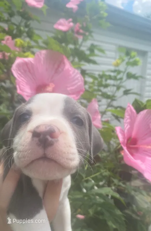 Hendrix – American Pit Bull Terrier puppy for sale in Louisville, KY