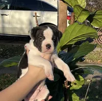 Sonny, a male American Pit Bull Terrier for sale in Louisville, KY – Photo 1 of 2