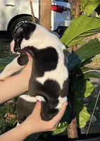 Sonny, a male American Pit Bull Terrier for sale in Louisville, KY – Photo 2 of 2