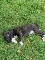 Ruby, a female American Pit Bull Terrier for sale in Louisville, KY – 2 of 8