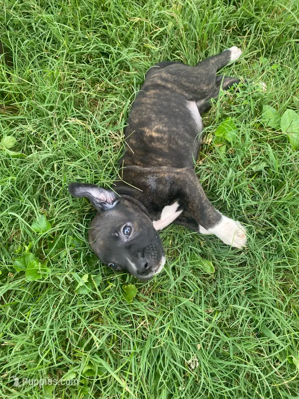 Ruby – American Pit Bull Terrier puppy for sale in Louisville, KY