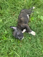 Ruby, a female American Pit Bull Terrier for sale in Louisville, KY – 1 of 8