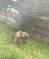 Coda, a male American Pit Bull Terrier for sale in Louisville, KY – 9 of 9