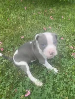 Chuck, a male American Pit Bull Terrier for sale in Louisville, KY – 3 of 6
