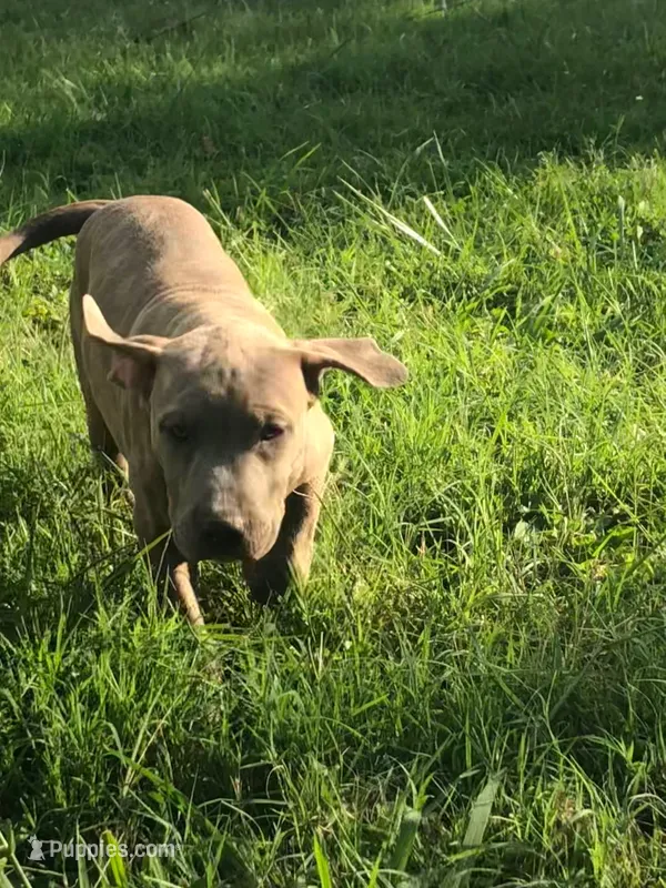 Lola – American Pit Bull Terrier puppy for sale in Louisville, KY