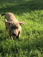 Lola, a female American Pit Bull Terrier for sale in Louisville, KY – 1 of 7