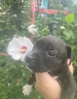 Ruby, a female American Pit Bull Terrier for sale in Louisville, KY – 4 of 4