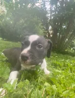 Orca, a male American Pit Bull Terrier for sale in Louisville, KY – 2 of 3