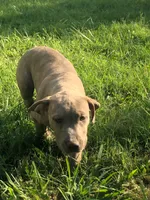 Lola, a female American Pit Bull Terrier for sale in Louisville, KY – 2 of 7