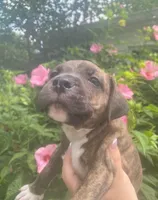 Coda, a male American Pit Bull Terrier for sale in Louisville, KY – 8 of 9