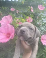 Iris, a female American Pit Bull Terrier for sale in Louisville, KY – 4 of 4