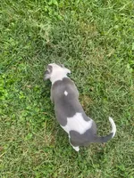 Hendrix, a male American Pit Bull Terrier for sale in Louisville, KY – 5 of 10
