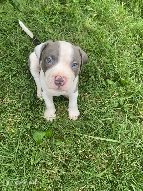 Hendrix – American Pit Bull Terrier puppy for sale in Louisville, KY