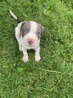 Hendrix, a male American Pit Bull Terrier for sale in Louisville, KY – 1 of 10