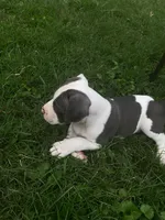 Hendrix, a male American Pit Bull Terrier for sale in Louisville, KY – 2 of 10