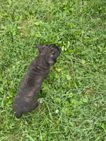 Ruby, a female American Pit Bull Terrier for sale in Louisville, KY – 4 of 8