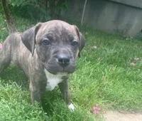 Coda, a male American Pit Bull Terrier for sale in Louisville, KY – 7 of 9