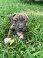 Coda, a male American Pit Bull Terrier for sale in Louisville, KY – 3 of 10