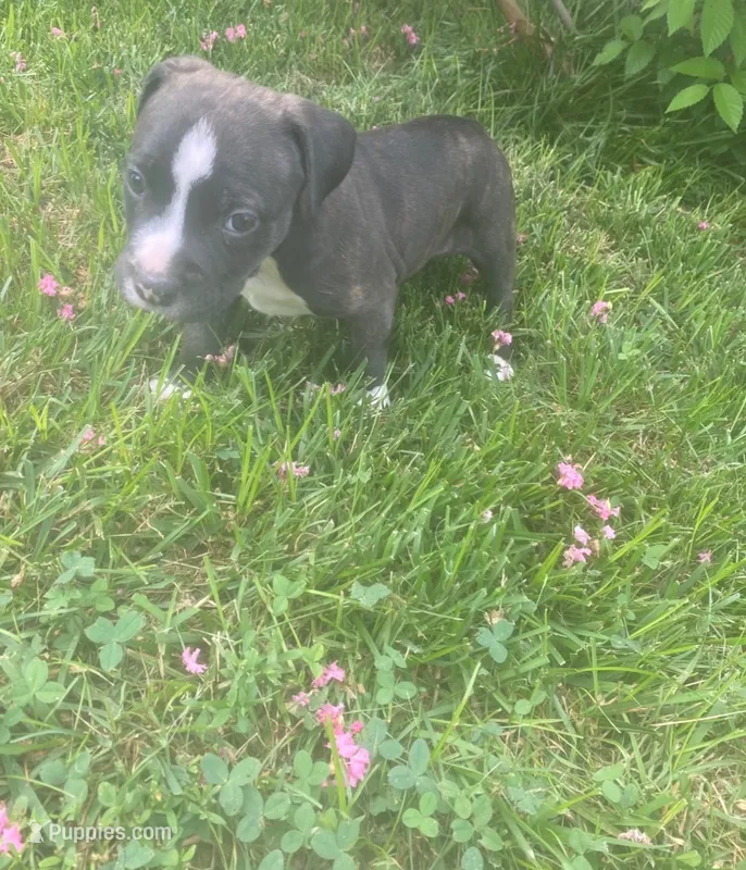 Bean – American Pit Bull Terrier puppy for sale in Louisville, KY