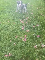Chuck, a male American Pit Bull Terrier for sale in Louisville, KY – 4 of 6