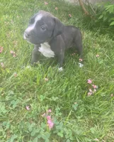 Bean, a male American Pit Bull Terrier for sale in Louisville, KY – 3 of 5