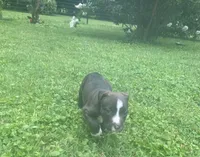 Bean, a male American Pit Bull Terrier for sale in Louisville, KY – 2 of 5