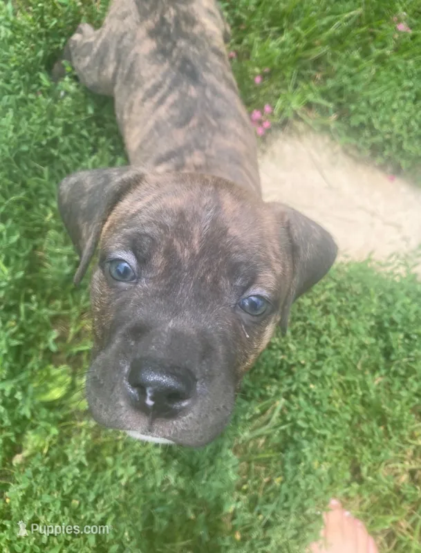 Coda – American Pit Bull Terrier puppy for sale in Louisville, KY
