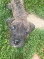 Coda, a male American Pit Bull Terrier for sale in Louisville, KY – 1 of 9