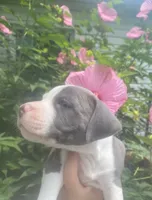 Hendrix, a male American Pit Bull Terrier for sale in Louisville, KY – 3 of 3