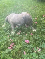 Iris, a female American Pit Bull Terrier for sale in Louisville, KY – 2 of 4