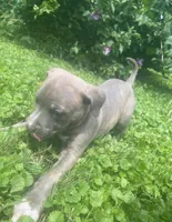 Lola, a female American Pit Bull Terrier for sale in Louisville, KY – 4 of 4