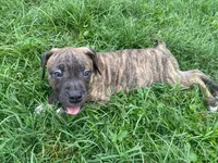Coda, a male American Pit Bull Terrier for sale in Louisville, KY – 1 of 10