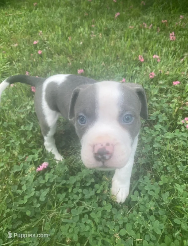 Chuck – American Pit Bull Terrier puppy for sale in Louisville, KY
