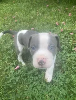 Chuck, a male American Pit Bull Terrier for sale in Louisville, KY – 1 of 6