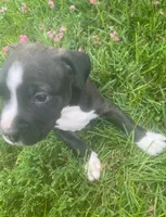 Bean, a male American Pit Bull Terrier for sale in Louisville, KY – 4 of 5