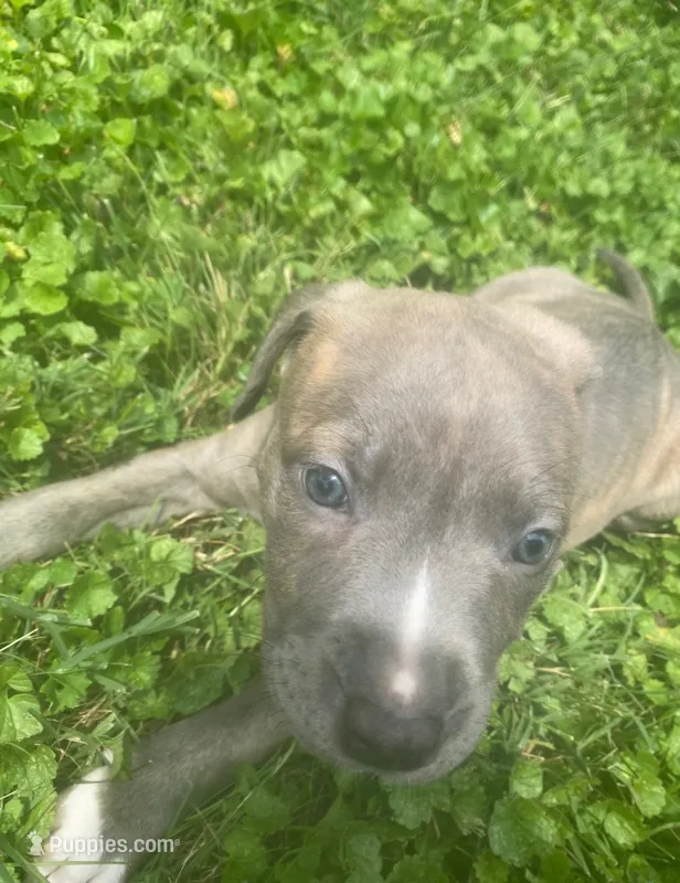 Lola – American Pit Bull Terrier puppy for sale in Louisville, KY
