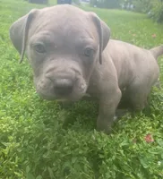 Iris, a female American Pit Bull Terrier for sale in Louisville, KY – 3 of 4