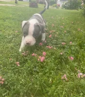 Chuck, a male American Pit Bull Terrier for sale in Louisville, KY – 5 of 6