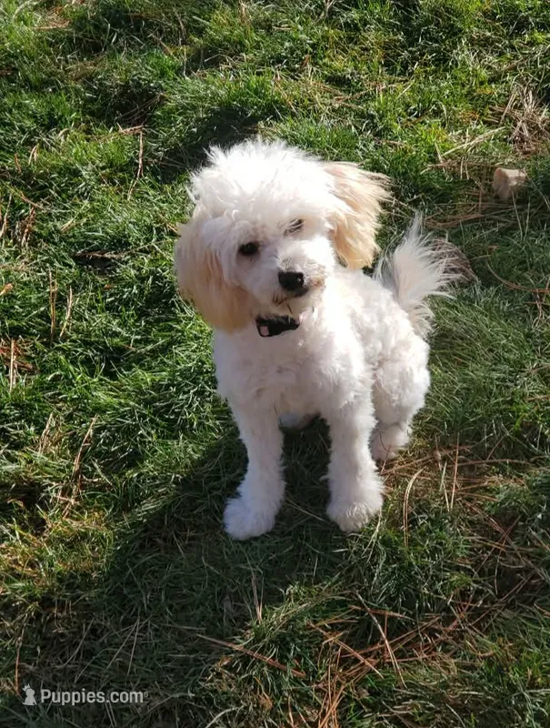 Shadow – Chipoo puppy for sale in Roundup, MT